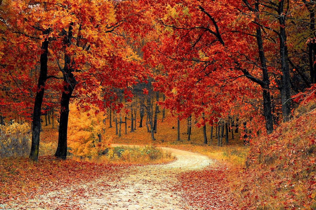 How to fall in love with fall