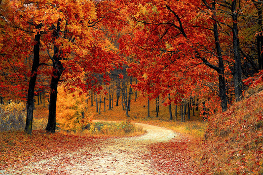 How to fall in love with fall